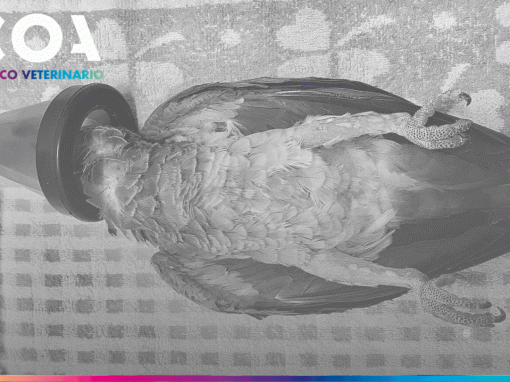 Ecocardiografía en un loro gris africano(Psittacus erithacus)