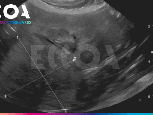 Caso Clínico | Neoplasia Renal